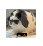 それいけ！うさぎのわさびちゃん（字幕）（個別スタンプ：31）