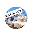 挨拶スタンプ(greeting)（個別スタンプ：13）
