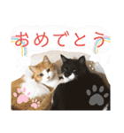 猫達の日常・のりこむぎ2（個別スタンプ：1）