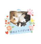 猫達の日常・のりこむぎ2（個別スタンプ：4）