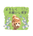 猫達の日常・のりこむぎ2（個別スタンプ：11）