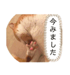 猫達の日常・のりこむぎ2（個別スタンプ：23）