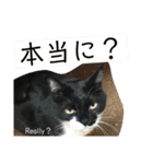 猫達の日常・のりこむぎ2（個別スタンプ：31）