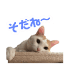 茶白猫 チャイの日常4（個別スタンプ：7）