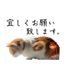 茶白猫 チャイの日常4（個別スタンプ：10）