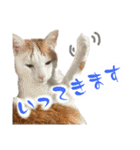 茶白猫 チャイの日常4（個別スタンプ：12）