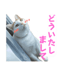 茶白猫 チャイの日常4（個別スタンプ：13）