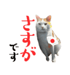 茶白猫 チャイの日常4（個別スタンプ：14）