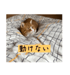 ハルさん、喜怒哀楽。（個別スタンプ：14）