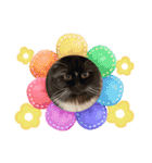 ねこねこぴのこ4（個別スタンプ：1）