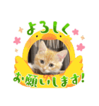 ねこねこぴのこ4（個別スタンプ：3）
