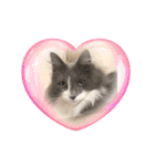 ねこねこぴのこ4（個別スタンプ：4）