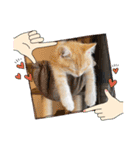 ねこねこぴのこ4（個別スタンプ：5）