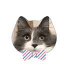 ねこねこぴのこ4（個別スタンプ：7）