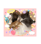 ねこねこぴのこ4（個別スタンプ：10）