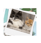 ねこねこぴのこ4（個別スタンプ：11）