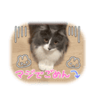 ねこねこぴのこ4（個別スタンプ：15）