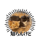 ねこねこぴのこ4（個別スタンプ：16）