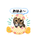 ベンガル猫の凛桜（リオ）①（個別スタンプ：1）