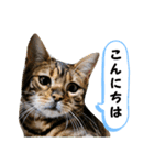 ベンガル猫の凛桜（リオ）①（個別スタンプ：2）