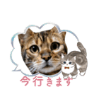 ベンガル猫の凛桜（リオ）①（個別スタンプ：7）