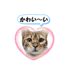 ベンガル猫の凛桜（リオ）①（個別スタンプ：13）