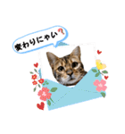 ベンガル猫の凛桜（リオ）①（個別スタンプ：14）