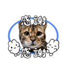 ベンガル猫の凛桜（リオ）①（個別スタンプ：15）