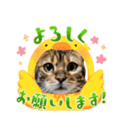 ベンガル猫の凛桜（リオ）①（個別スタンプ：23）