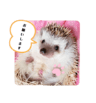 わがやのハリネズミ③（個別スタンプ：1）