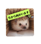 わがやのハリネズミ③（個別スタンプ：2）