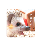 わがやのハリネズミ③（個別スタンプ：3）