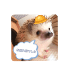 わがやのハリネズミ③（個別スタンプ：5）
