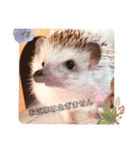 わがやのハリネズミ③（個別スタンプ：6）