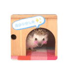 わがやのハリネズミ③（個別スタンプ：7）