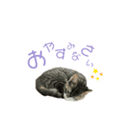 うちのにゃんこスタンプ①（個別スタンプ：3）