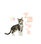 うちのにゃんこスタンプ①（個別スタンプ：4）