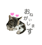 うちのにゃんこスタンプ①（個別スタンプ：7）