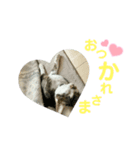 うちのにゃんこスタンプ①（個別スタンプ：8）