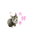 うちのにゃんこスタンプ①（個別スタンプ：9）