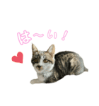 うちのにゃんこスタンプ①（個別スタンプ：14）