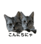 可愛い猫少女（個別スタンプ：1）