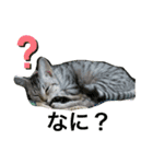 可愛い猫少女（個別スタンプ：3）