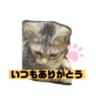 可愛い猫少女（個別スタンプ：8）
