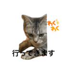 可愛い猫少女（個別スタンプ：10）