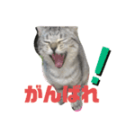 可愛い猫少女（個別スタンプ：11）