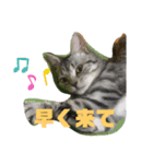 可愛い猫少女（個別スタンプ：12）