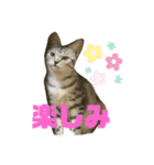 可愛い猫少女（個別スタンプ：13）