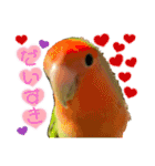 コザクラインコのくりんちゃん③（個別スタンプ：1）