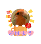 コザクラインコのくりんちゃん③（個別スタンプ：2）